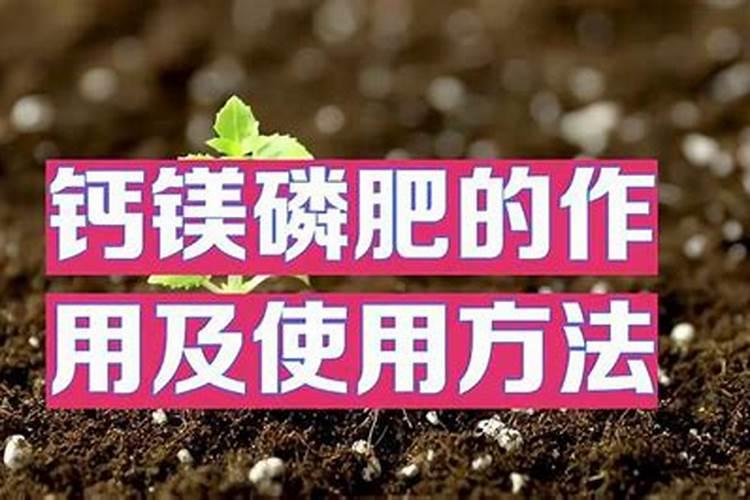 钙镁磷肥怎样施比较好？钙镁磷肥科学施用方法