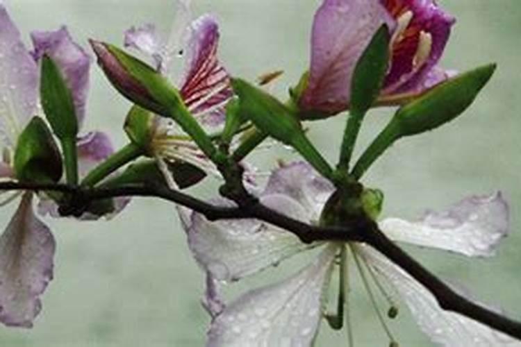 草本紫荆花怎么种植,土质是酸性还是碱性好