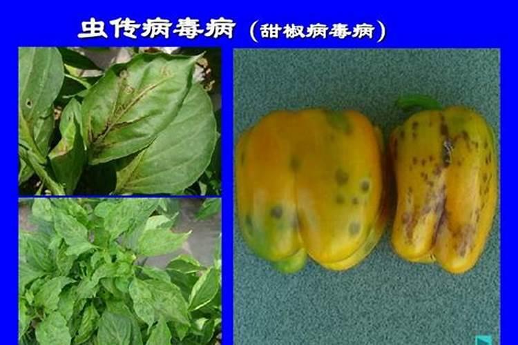 蔬菜三种病虫害的区分与防治(蔬菜<a href=