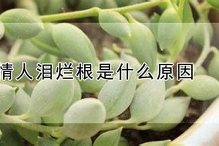 情人泪烂根是什么原因？