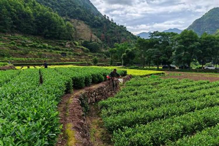 废茶叶的再生之旅：化作肥沃肥料的绿色循环