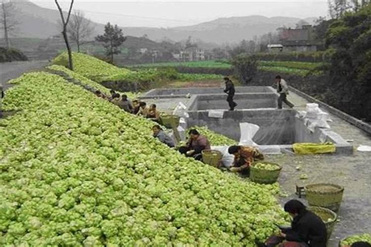 绿意盎然：榨菜种植的田间管理秘籍