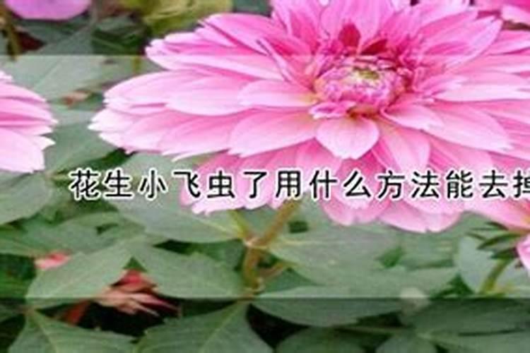 花生小飞虫了用什么方法能去掉？