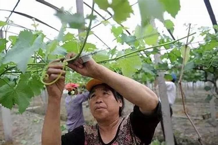 5月份管理新植葡萄园的办法？