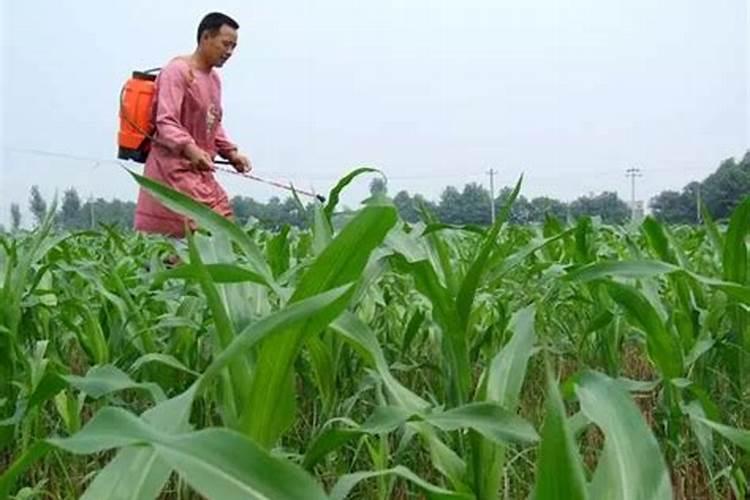 田野守护者：玉米田除草生药害的补救之道