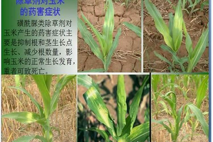 绿色守护：除草剂药害防治的科学对策