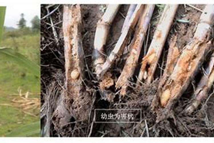 守护甜蜜产业：甘蔗蛀茎象虫的防治策略