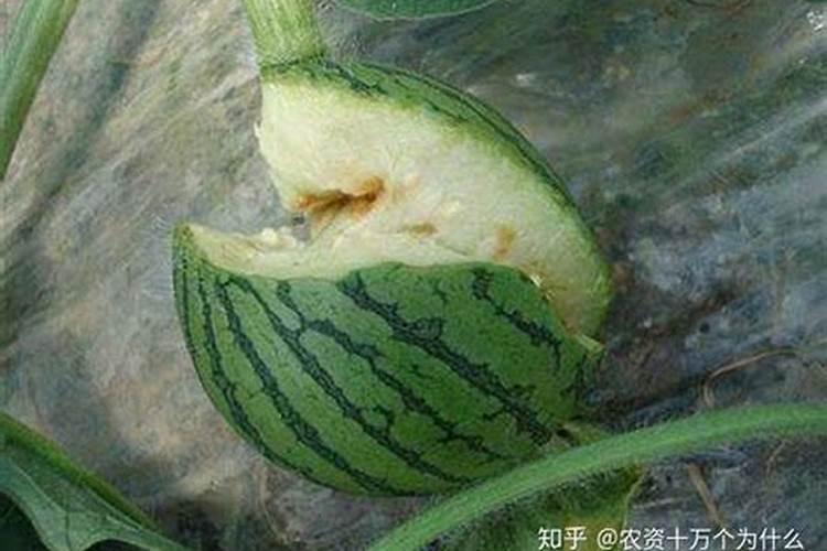 种植西瓜裂果是什么原因造成的？