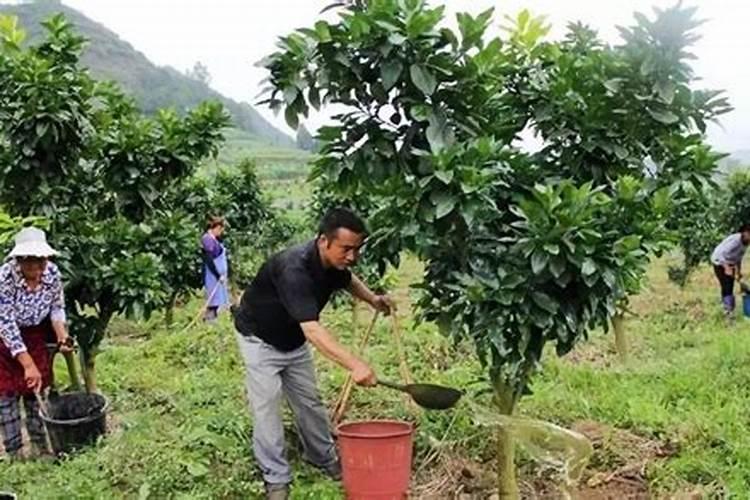 果树如何合理施用水溶肥