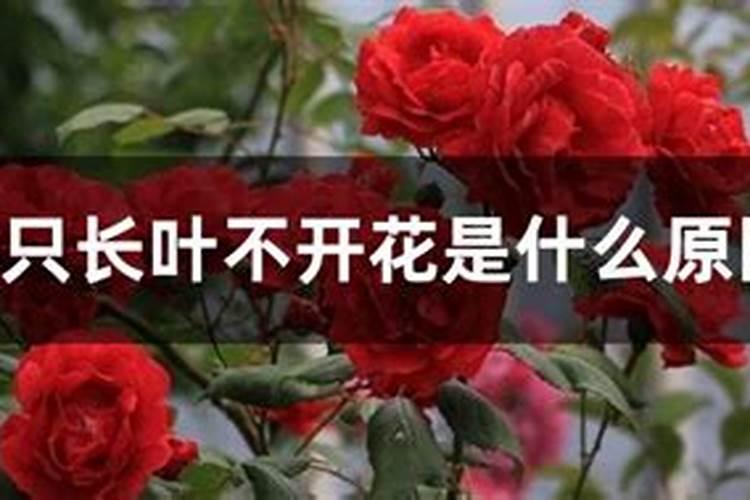 月季只长叶子不开花是什么原因及解决办法？