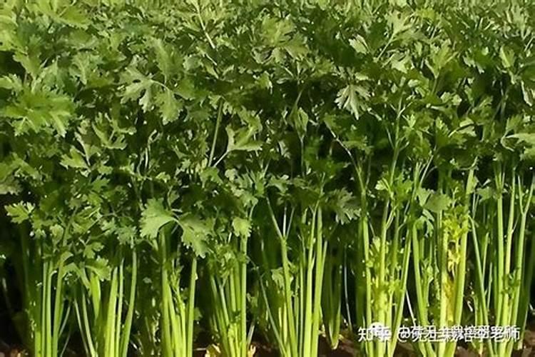 绿意盎然：香芹种植全攻略