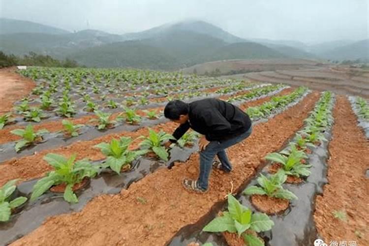 绿色守护：盆花除虫新方法的探索与实践？