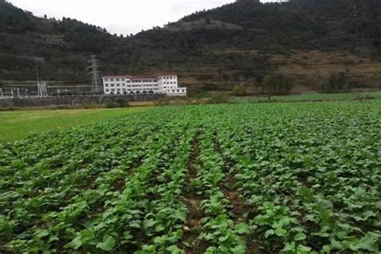 油菜越冬期：关键田间管理策略详解