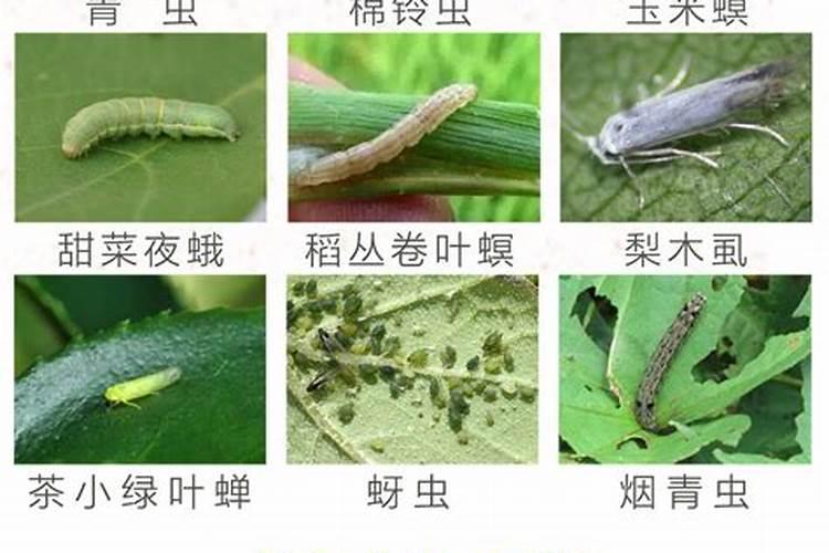 烟青虫防治全攻略：科学策略与有效措施