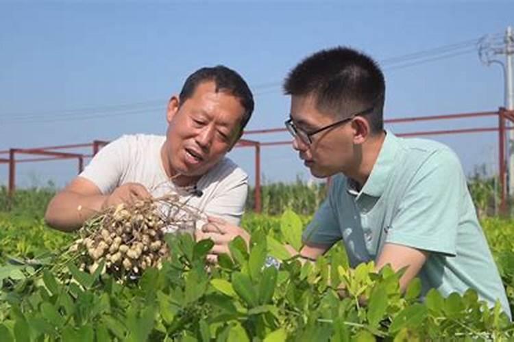 田间守护者：高效解决花生青虫难题