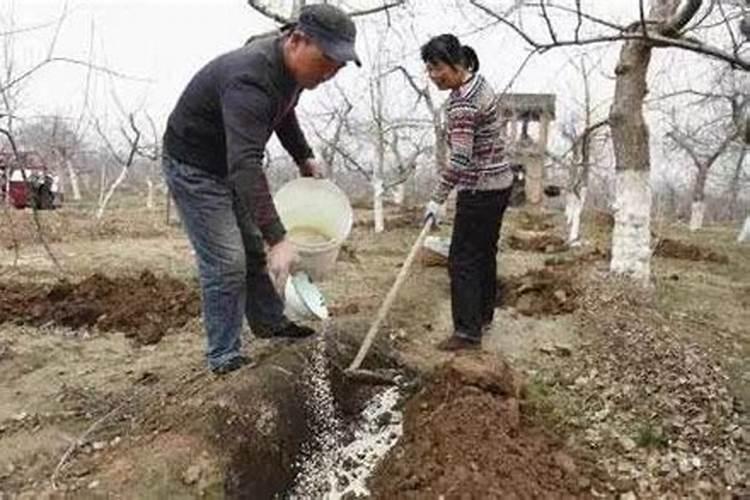 锌肥施用的智慧：掌握“六防