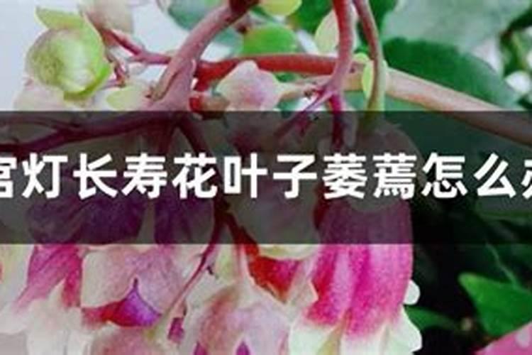 宫灯长寿花叶子萎蔫怎么办