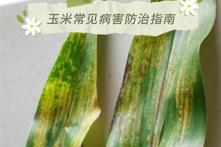 守护绿意盎然：水生植物病虫害的农药防治策略