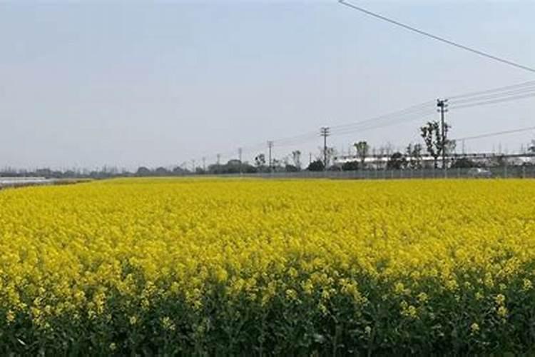 春回大地，油菜花开——春季油菜田间管理技术要点