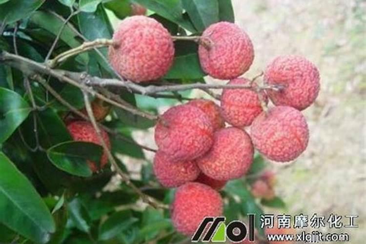 哪种糖类对荔枝龙眼叶面喷施较好？