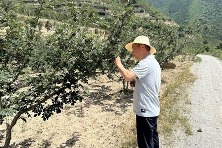 夏季花椒园的守护者：精细管理技术揭秘