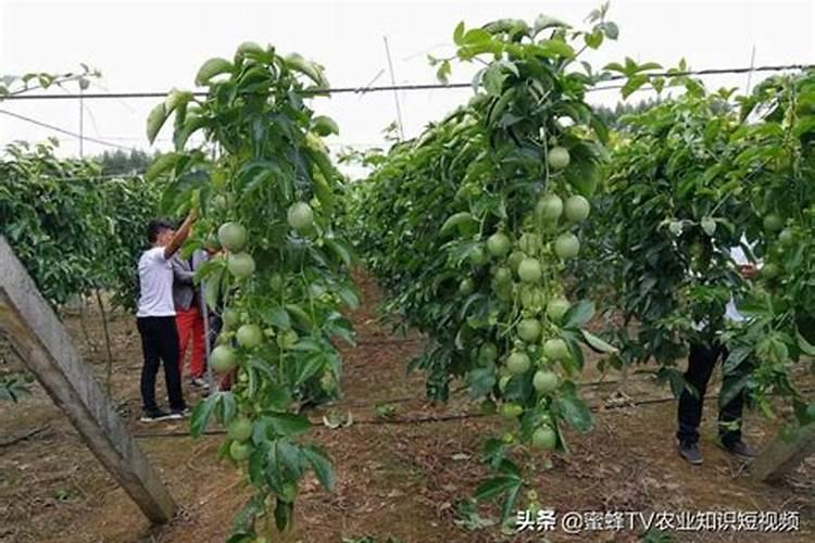 百香果栽培的艺术：从种植到丰收的技术揭秘