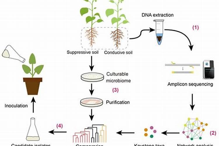 植物病害农业防治：策略与实践