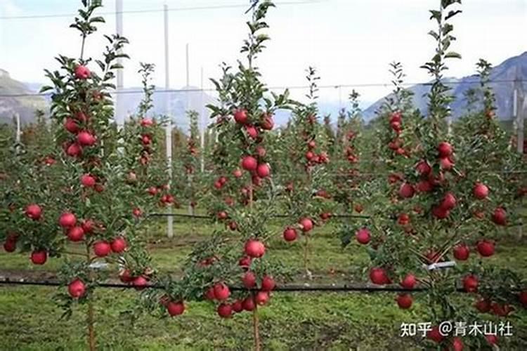 苹果树矮化密植栽培管理技术