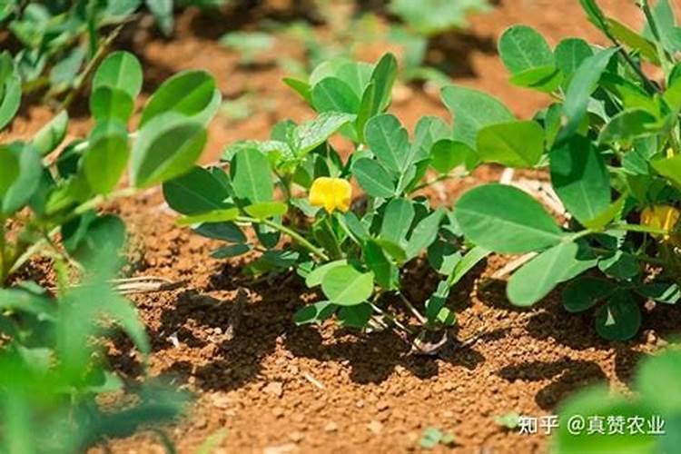 沙土地种植花生,如何管理才能提高产量？