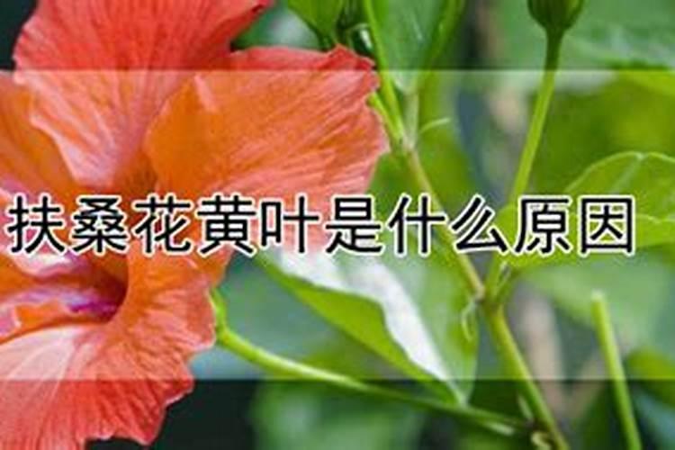 扶桑花黄叶是什么原因？