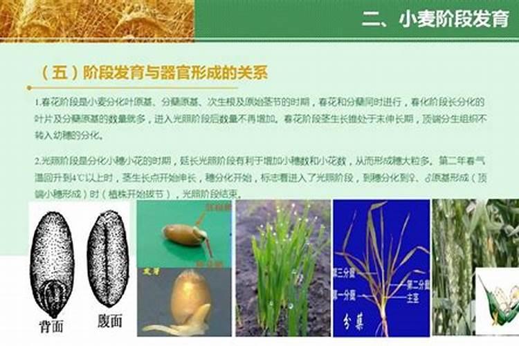 小麦生长的助推器：正确施用化肥的关键步骤