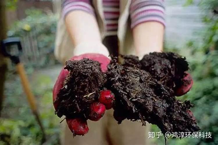 韭菜为什么要施用生物菌肥？