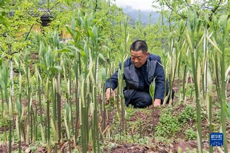 掌握黄精种植技术，开启绿色致富之路