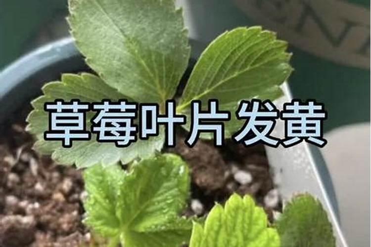 草莓缺氮如何进行补救？