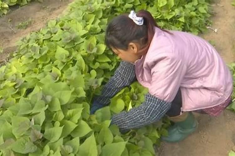 春回大地，红薯育苗正当时