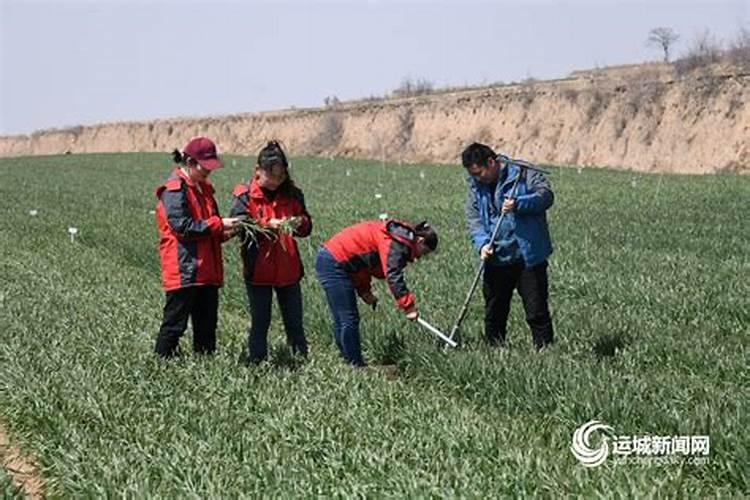 西北旱地小麦蓄水保墒与监控施肥技术