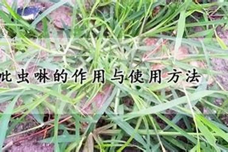 吡虫啉的作用与使用方法