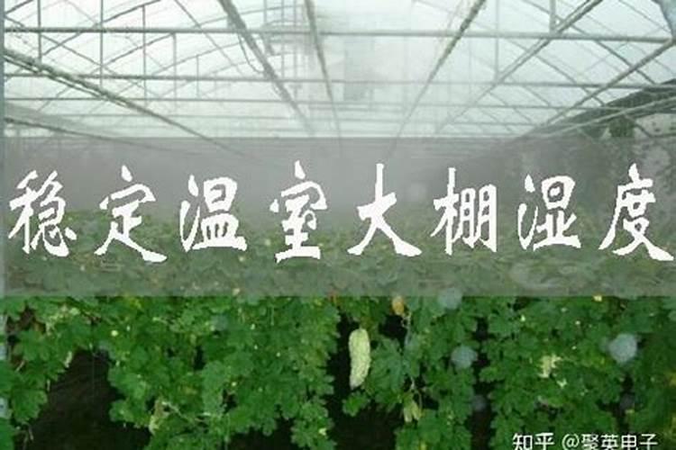 大棚用药降低湿度：策略与实践