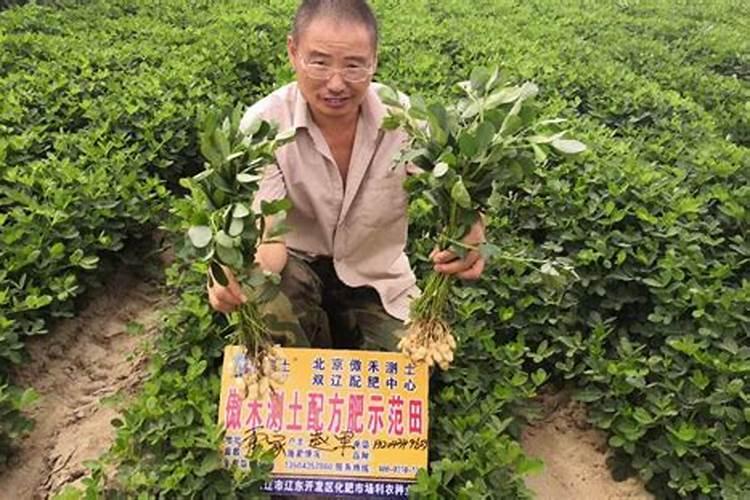 掌握花生控旺药施用时机，确保丰收