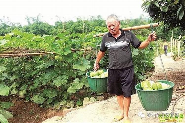 迷你南瓜春季保护地栽培技术