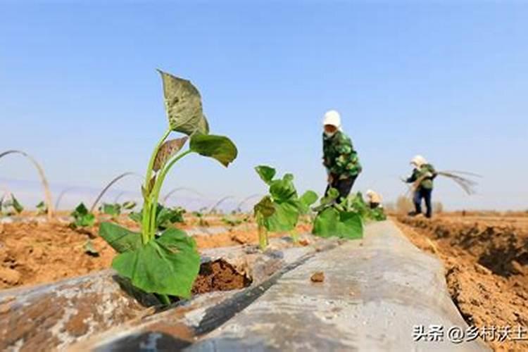 红薯后期施肥的科学指南：注意事项与技术要点