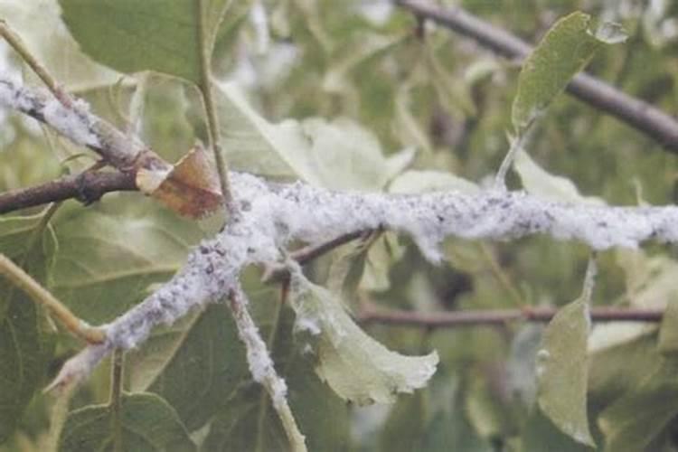 苹果绵蚜防治攻略：科学用药，守护果园绿意盎然