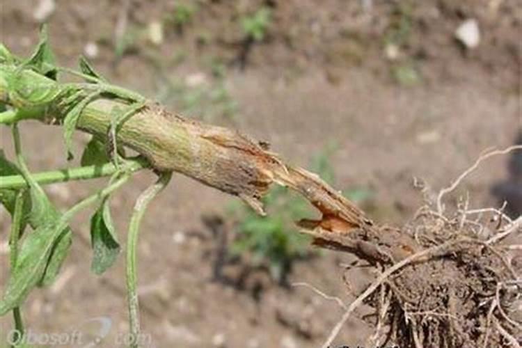 高温多雨严防番茄立枯病基腐病？