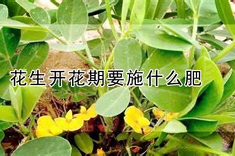 花生根施什么肥杀虫最好最快？