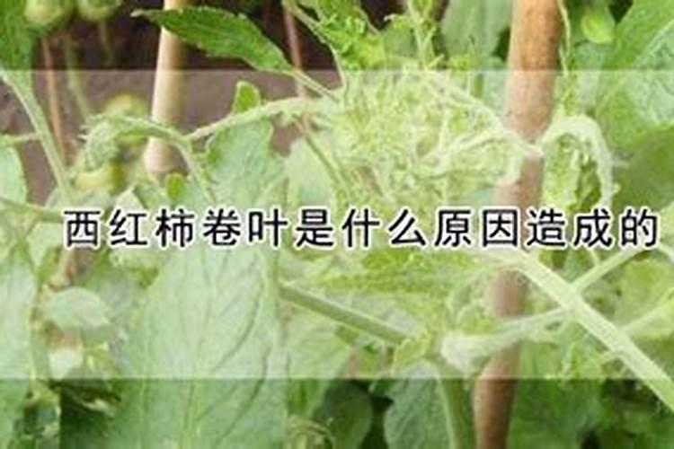 西红柿叶片不舒展，是什么原因造成？