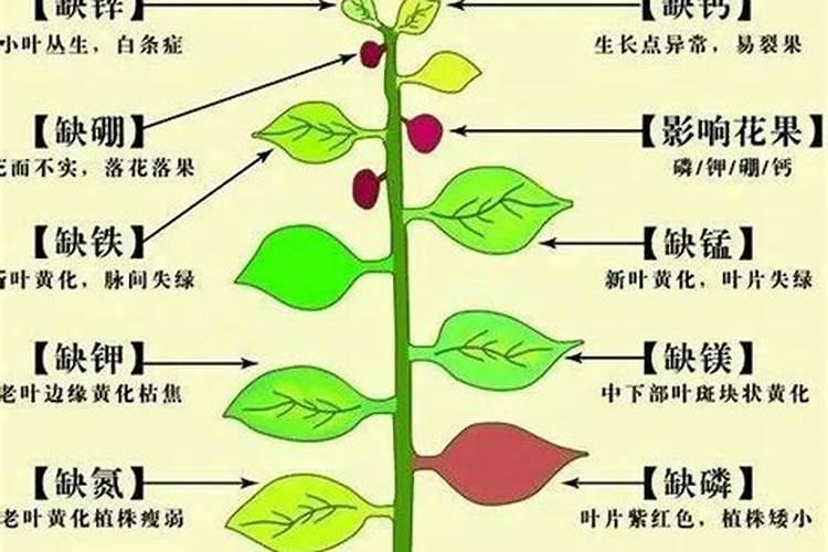 揭秘：作物缺素症背后的真相