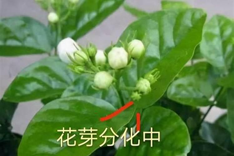 柑橘补硼肥什么时候用最好？