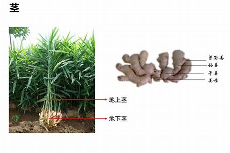 生姜高效栽培秘籍：科学施肥篇