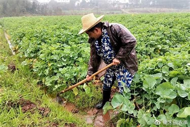 油菜渍害需要怎么解决？