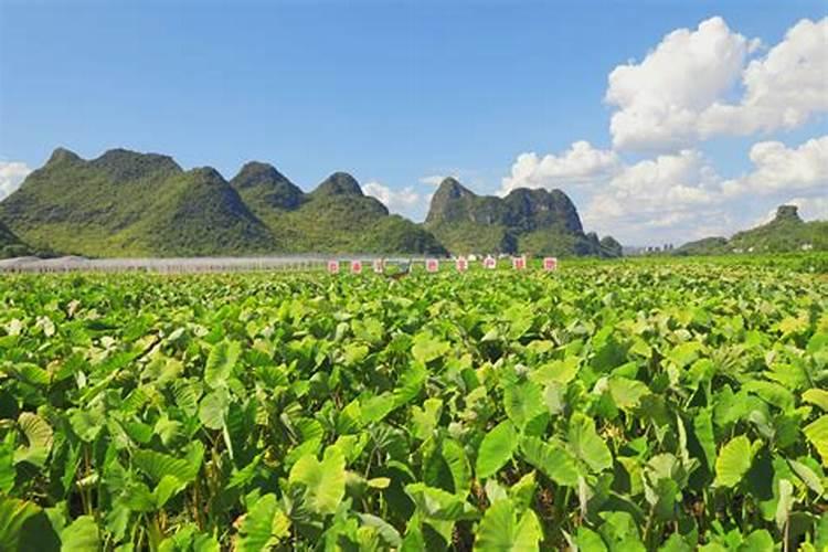 荔浦芋头在北方怎么种植荔浦芋头在北方如何种植